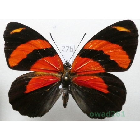Callicore cynosura (Doubleday & Hewitson, 1847 Peru27b